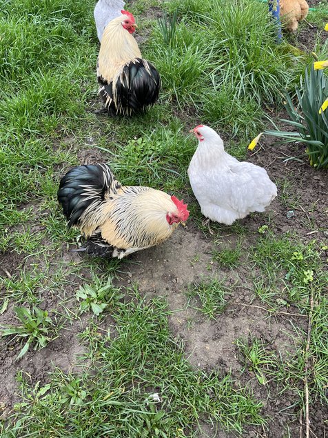 OEUFS POULE BANTAM DE PEKIN