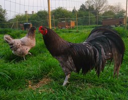 (LVDC) Sumatra Noire, Bleu & Splash