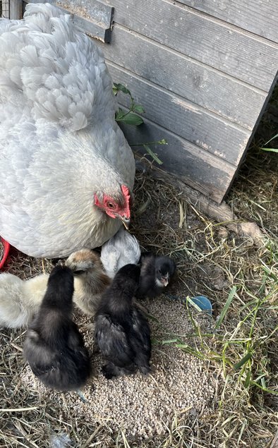 OEUFS POULE BANTAM DE PEKIN