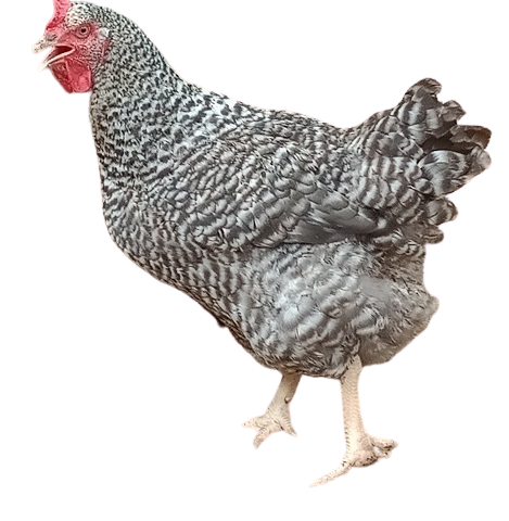 Poule pondeuse coucou (04)