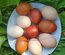 Oeufs beige rosé et marron de Brahma perdrix maillé doré grande race, Marans nnc, Barnevelder, Vorwerk à couver