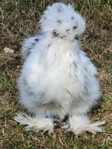 Silkies véritable Poule soie US / Oeuf à couver