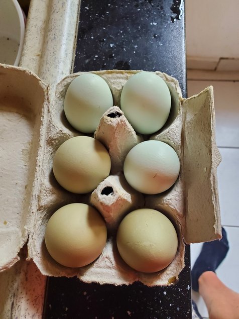 Oeufs fécondés de poules