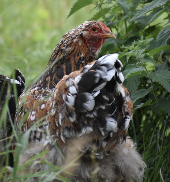 Oeufs brahma porcelaine