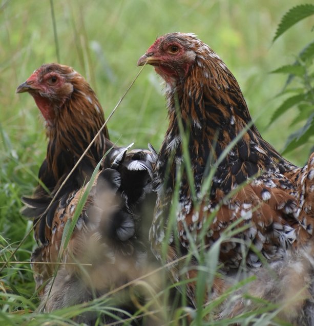 Oeufs brahma porcelaine