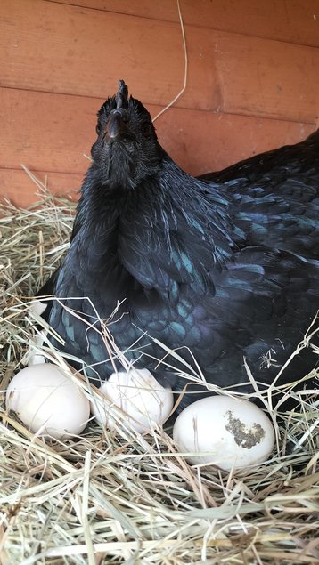 Ayam Cemani