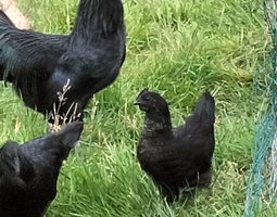 Ayam Cemani