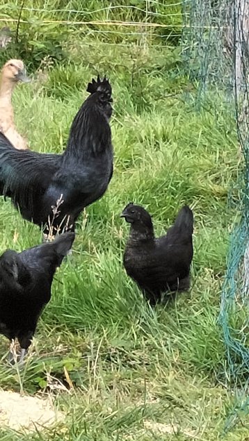 Ayam Cemani