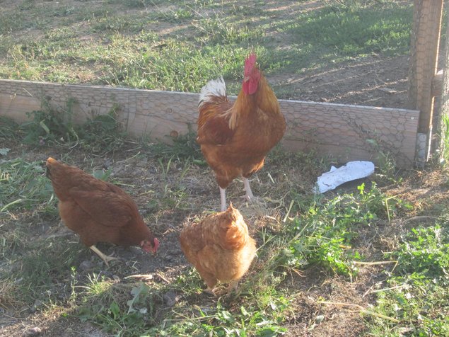 Oeufs Poule Rousse