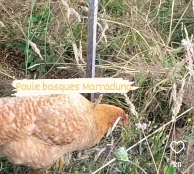 Poules Basques Euskal ioloa Marraduna