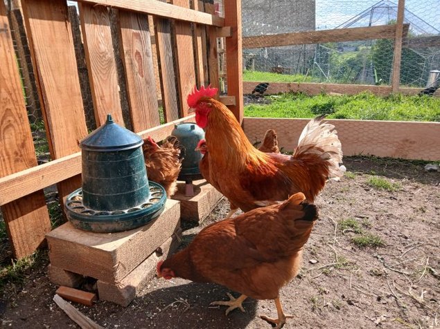 Oeufs Poule Rousse