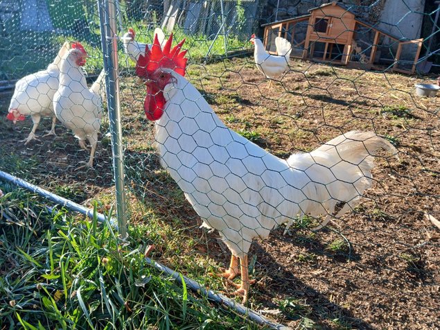 Oeufs Leghorn Blanche