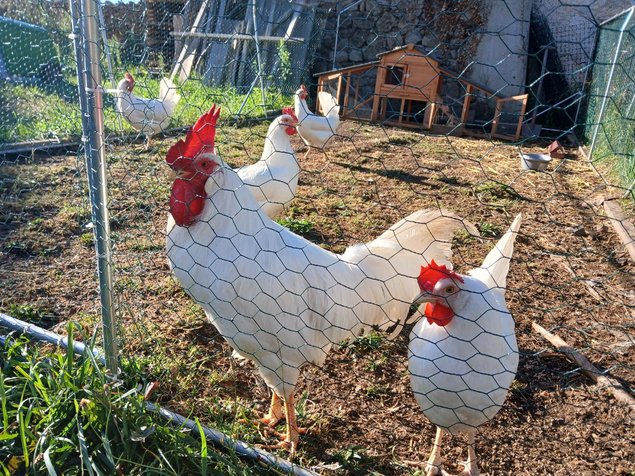 Oeufs Leghorn Blanche