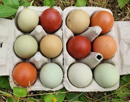 Oeufs poules Marans ncc, Olive egger, Easter egger//Coq Marans ncc à couver