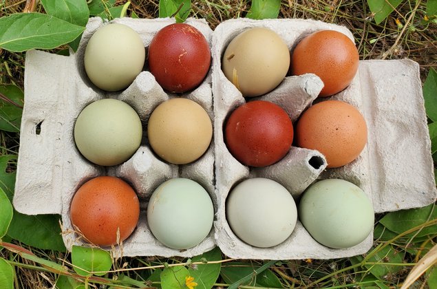 Oeufs poules Marans ncc, Olive egger, Easter egger//Coq Marans ncc à couver