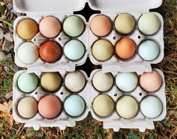 Oeufs bleus, marrons, olive egger et easter egger à couver