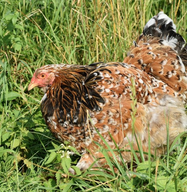 Oeufs brahma porcelaine