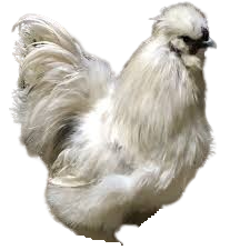 Poule naine soie (petite talles) (04)