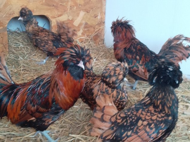 Poule naine Padoue (04)