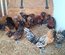 Poule naine Padoue (04)