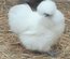 Poule naine soie (petite talles) (04)