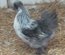 Poule naine soie (petite talles) (04)