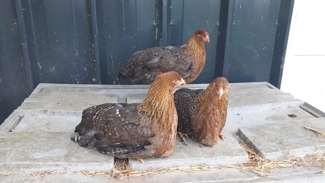 Oeufs fécondés de poules Bielefelder race pure