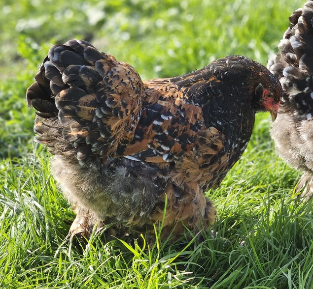 Œufs à couver de poules Brahma porcelaine noir / rouge / bleu