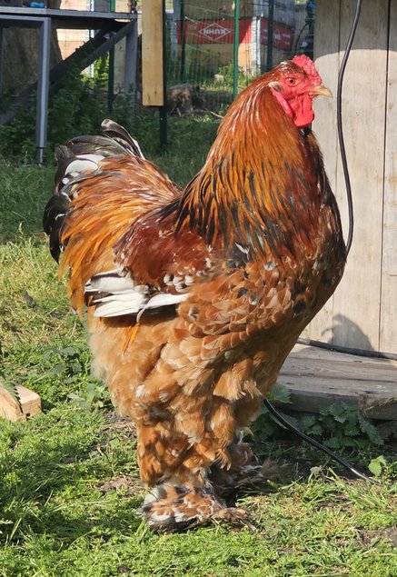 Œufs à couver de poules Brahma porcelaine noir / rouge / bleu