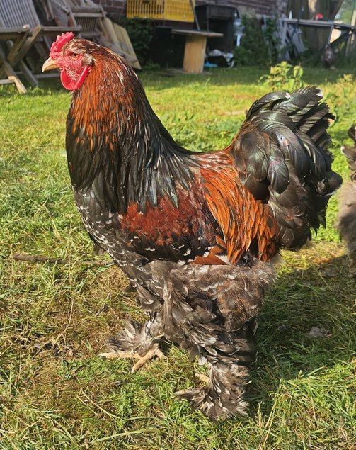 Œufs à couver de poules Brahma porcelaine noir / rouge / bleu