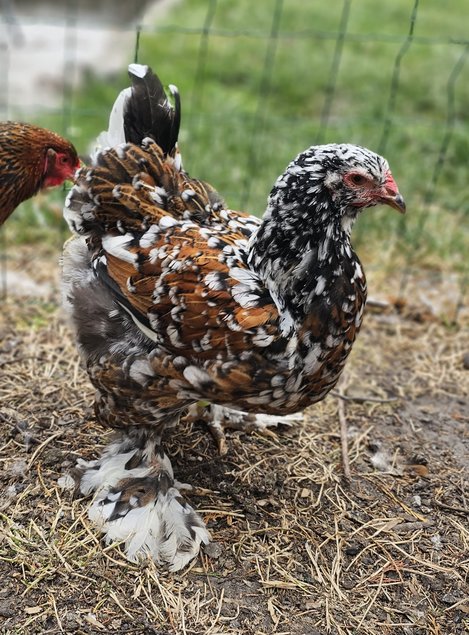 Œufs à couver de poules Brahma porcelaine noir / rouge / bleu