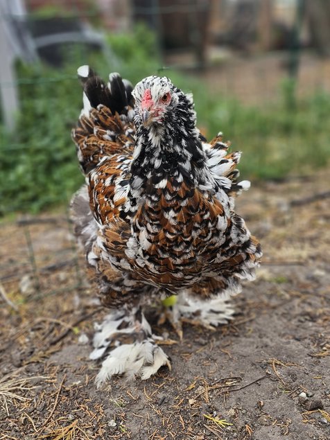 Œufs à couver de poules Brahma porcelaine noir / rouge / bleu