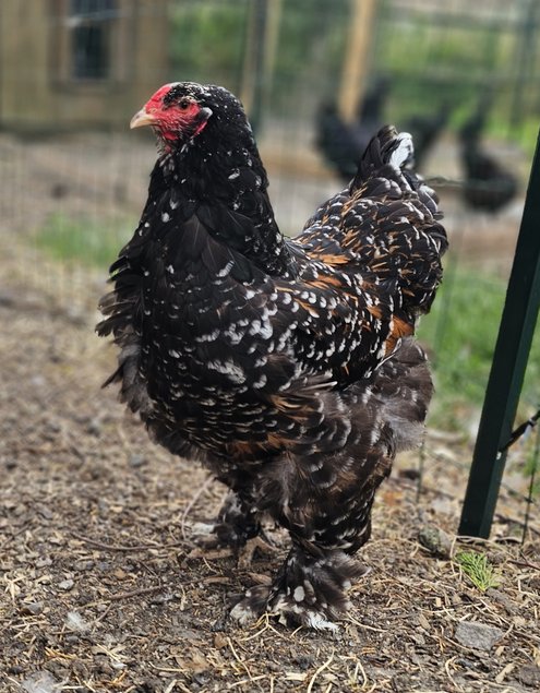 Œufs à couver de poules Brahma porcelaine noir / rouge / bleu