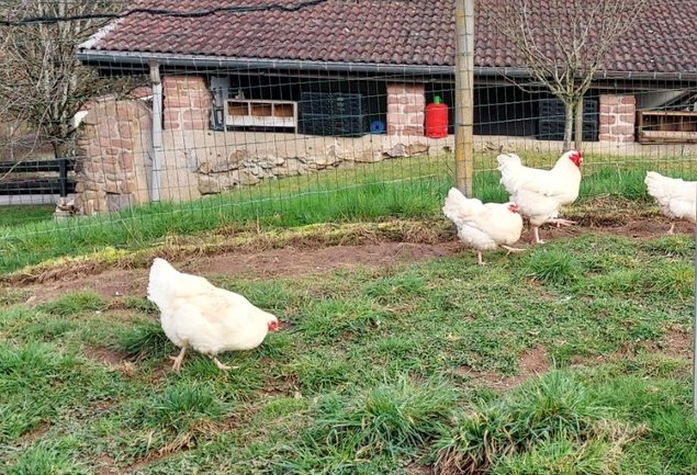 OEUFS DE POULES CHAROLLAISES