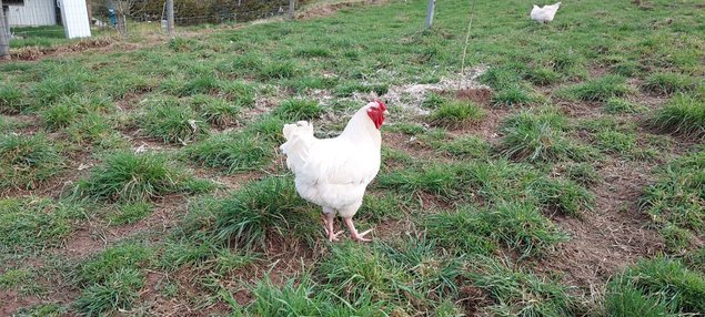 OEUFS DE POULES CHAROLLAISES