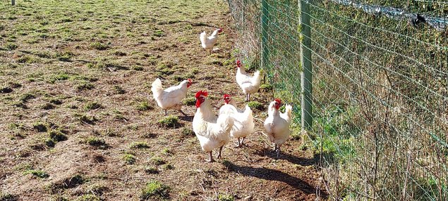 GAULOISES BRESSE BLANCHES