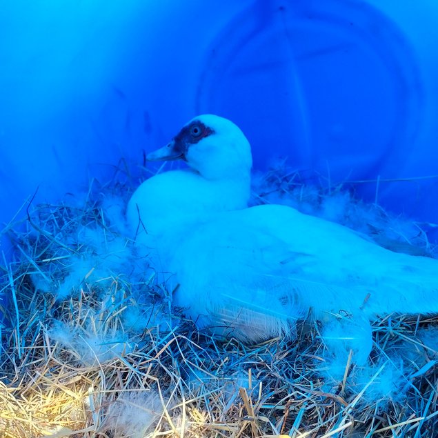 Canards de Barbarie Blancs