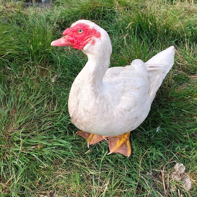 Canards de Barbarie Blancs