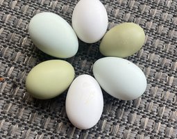 6 oeufs colores Olive Egger Leghorn Cream Legbar