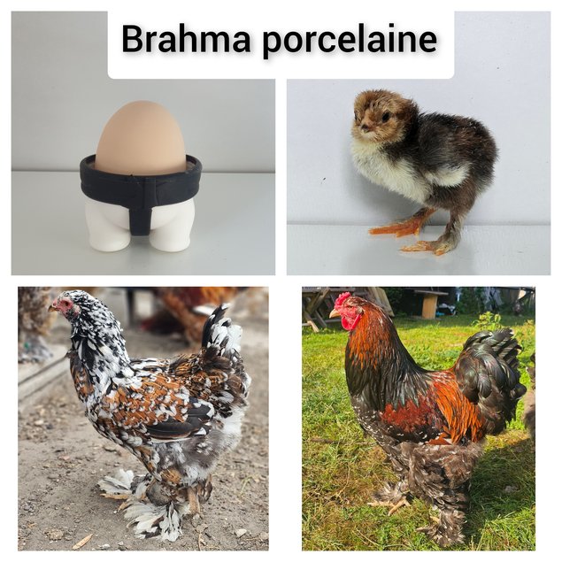 Œufs à couver de poules Brahma porcelaine noir / rouge / bleu