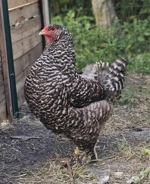 Œufs à couver de poules Brahma coucou