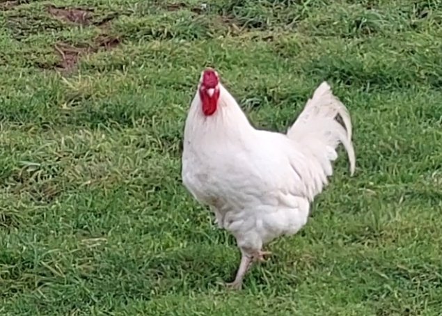 OEUFS DE POULES CHAROLLAISES