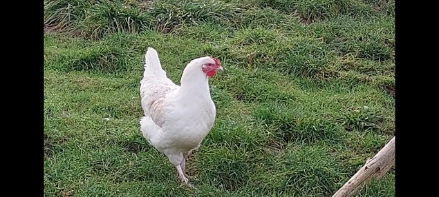 OEUFS DE POULES CHAROLLAISES