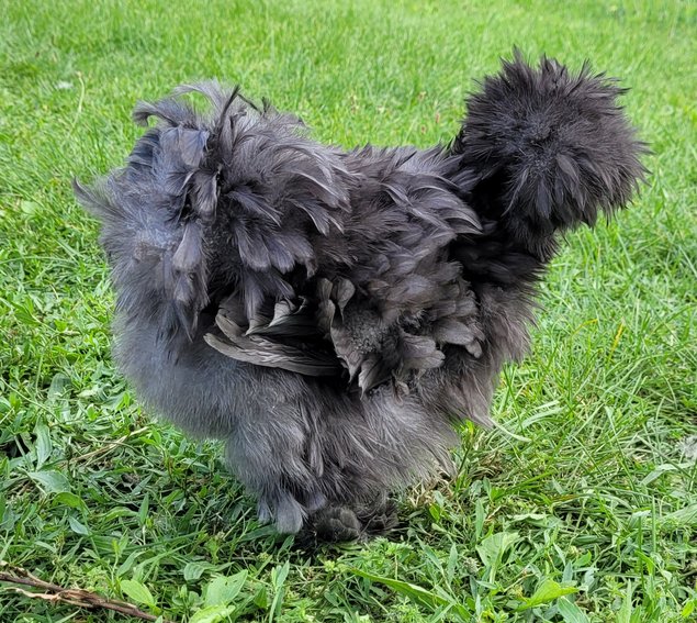 Silkies véritable Poule soie US / Oeuf à couver