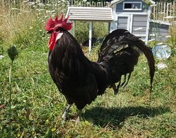 oeufs à couver poule caussade