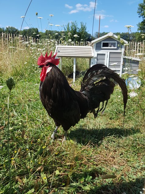 oeufs à couver poule caussade