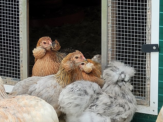 Oeufs à couver Araucana saumon doré