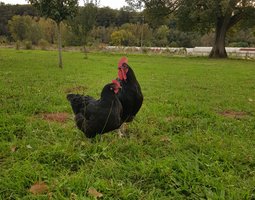 oeufs à couver de poule Noire du Berry