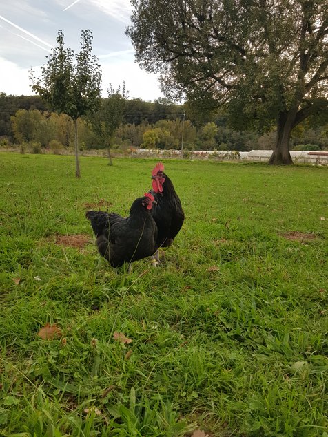 oeufs à couver de poule Noire du Berry