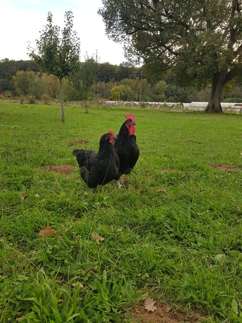 oeufs à couver de poule Noire du Berry